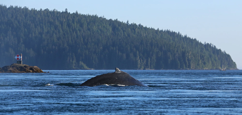 Humpback whale diving