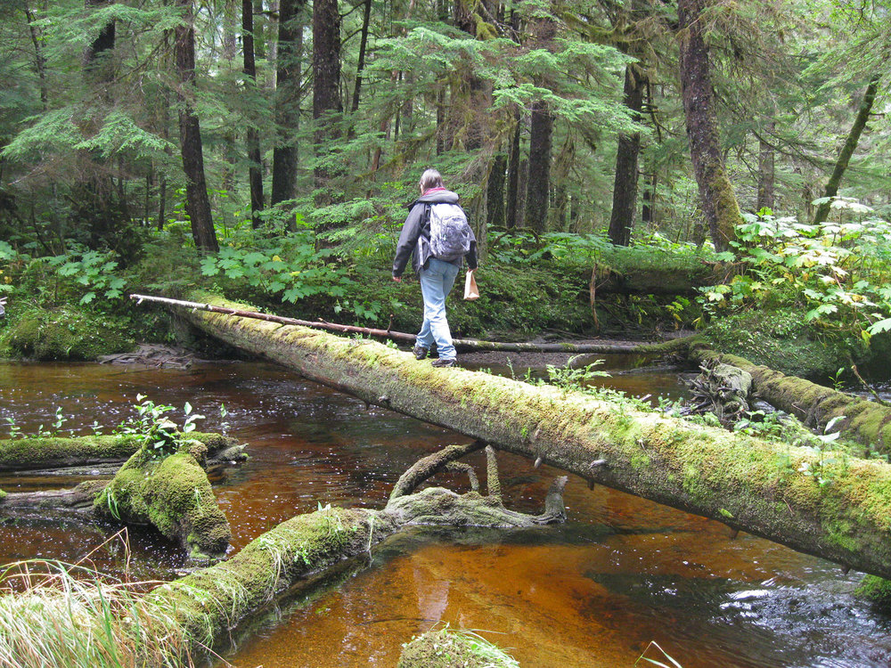 Creek crossing bridge log Southeast Alaska forest