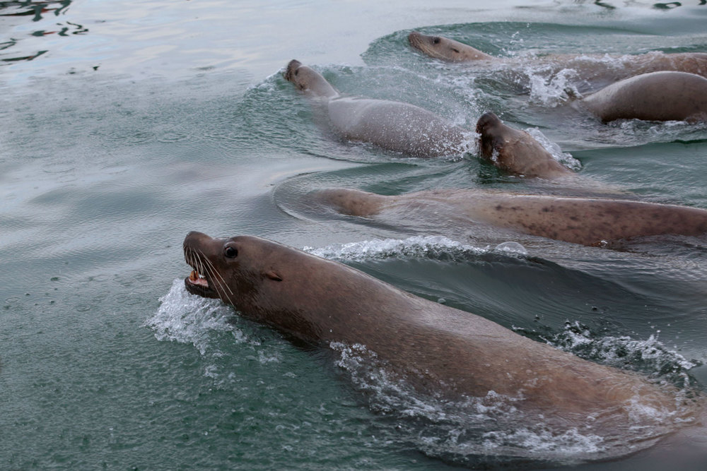 Stellar's sea lions Southeast Alaska