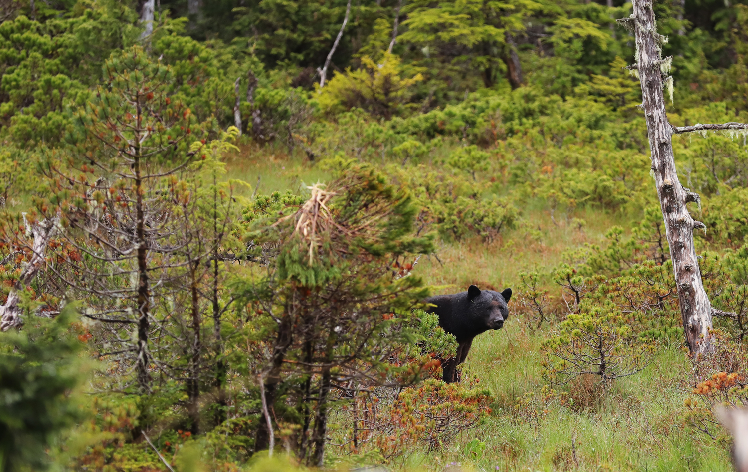 Black bear behind bush in Southeast Alaska