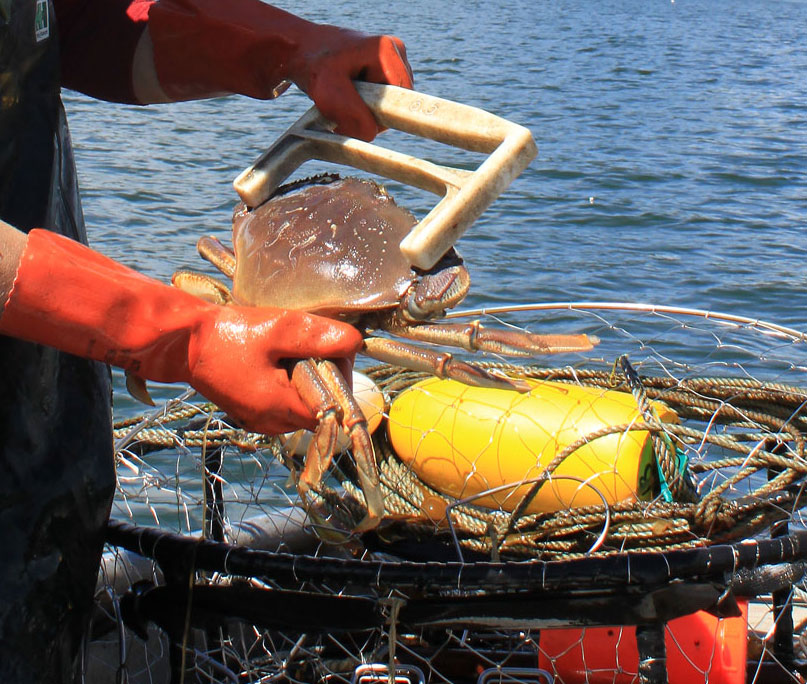 A Peek at Commercial Dungeness Crab Fishing