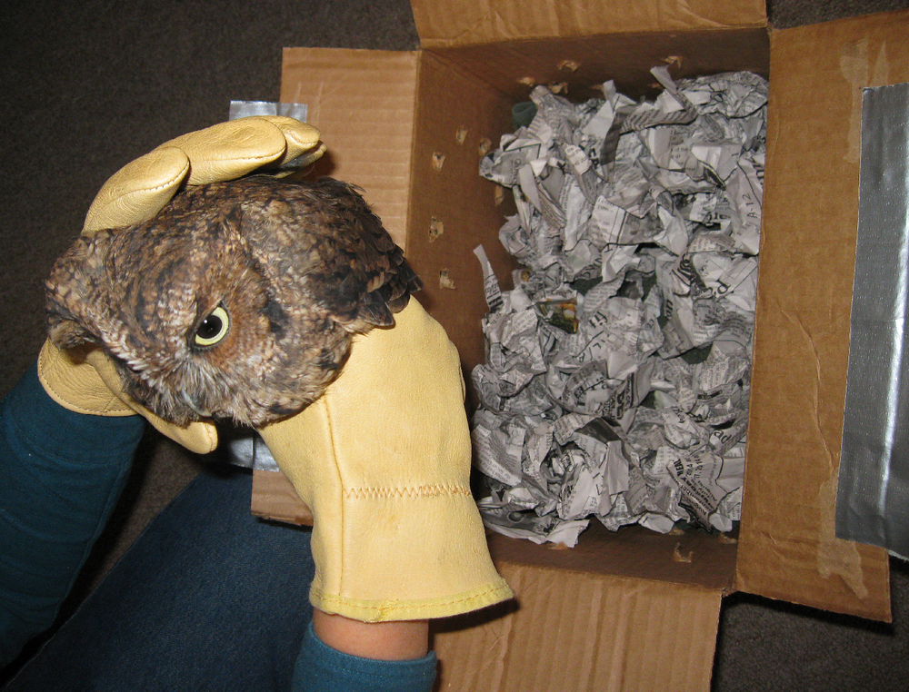 red phase screech owl  southeast alaska sitka raptor center leather gloves box ship transport shredded paper air holes