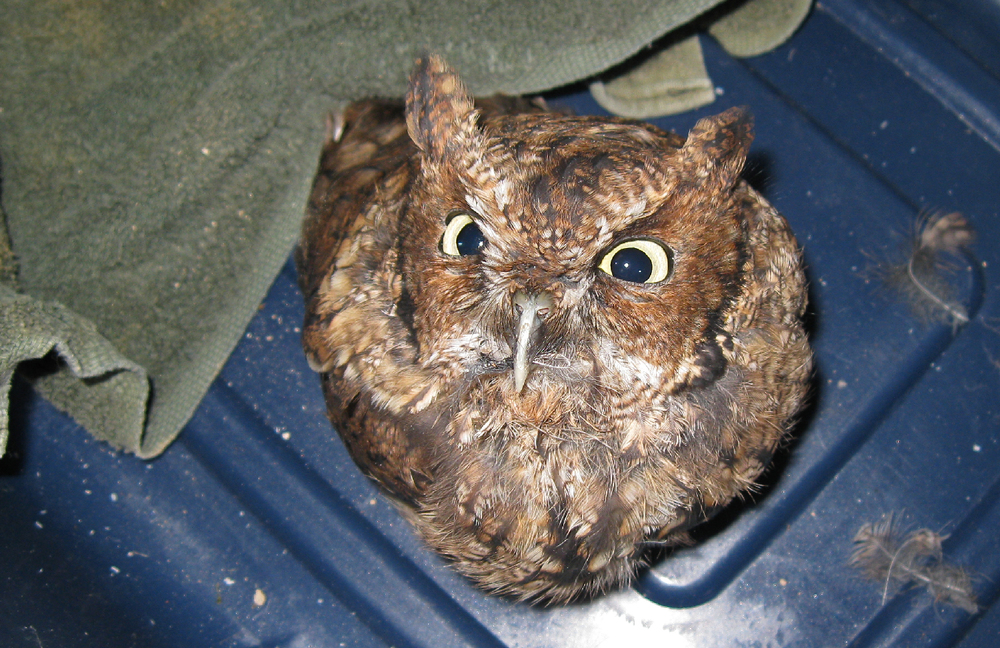 screech owl red phase southeast alaska in tote plastic box mad injured medivac Sitka Raptor Center