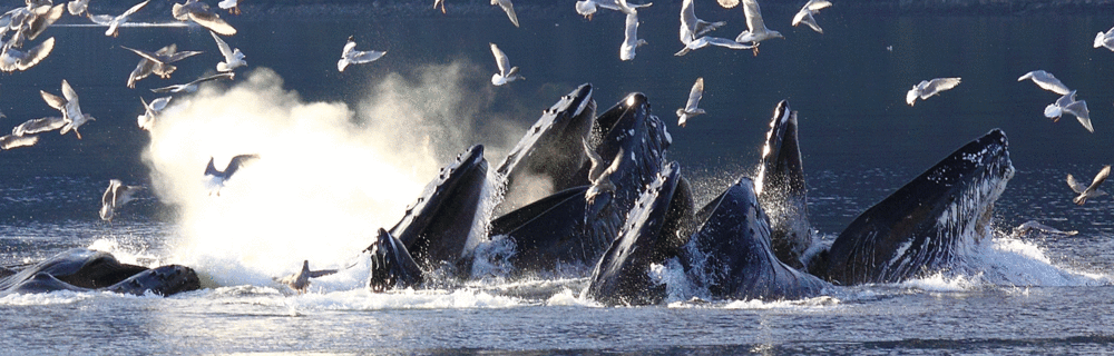 Six whales come up through their bubblenet.