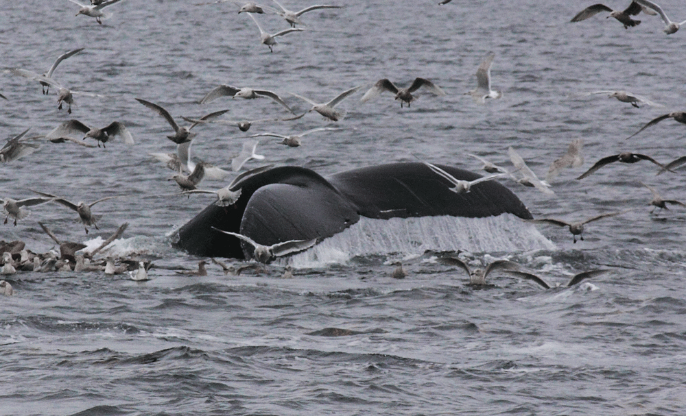 Humpback whale diving as seagulls converge.