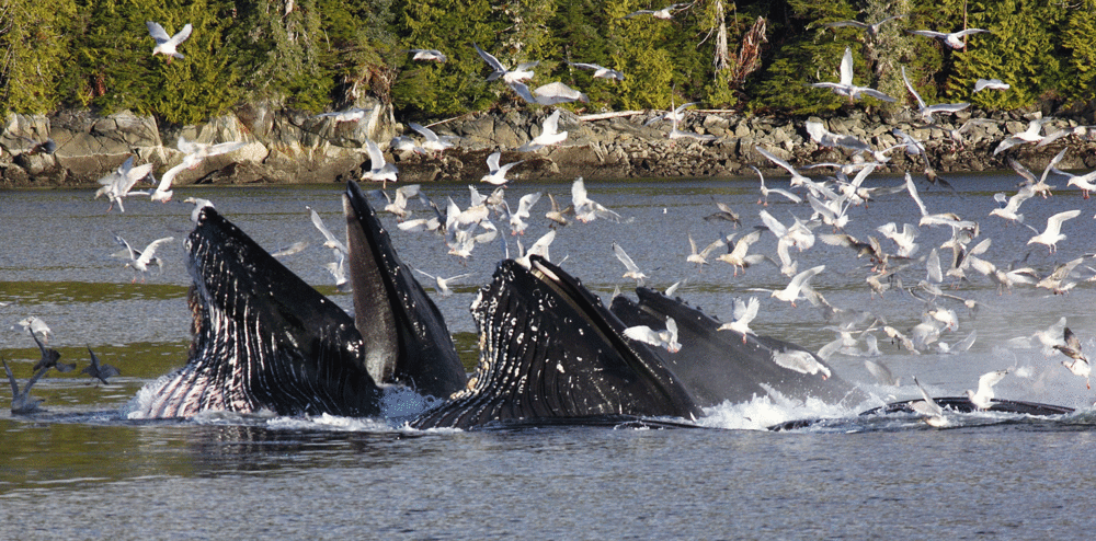Humpback whales bubblenet feeding. Their throat grooves are expanded, taking in water and feed.