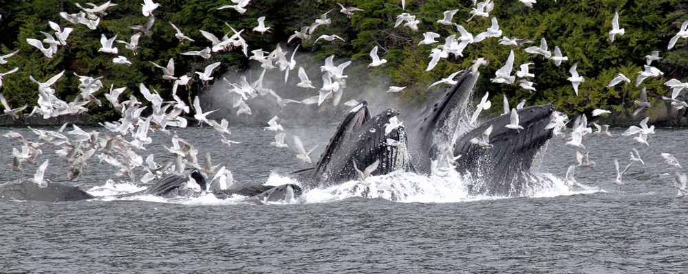 Bubblenet feeding humpback whales Southeast Alaska