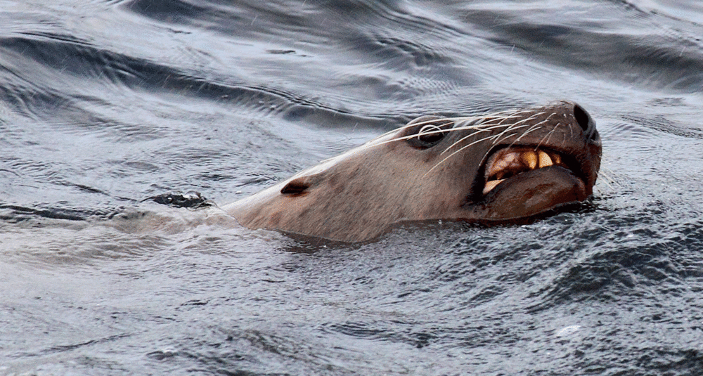 Steller Sea Lion (Eumetopias jubatus)