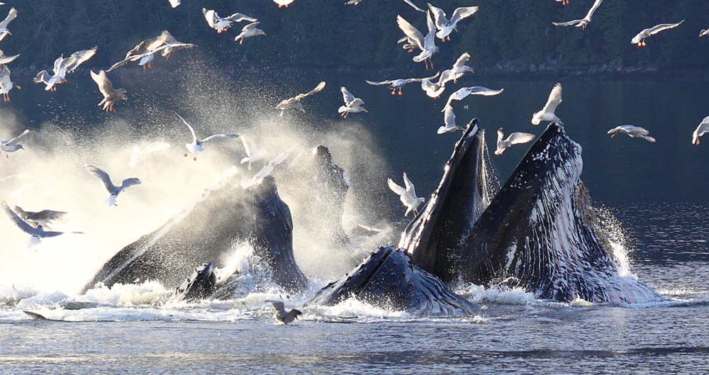 Bubblenet feeding humpback whales Southeast Alaska