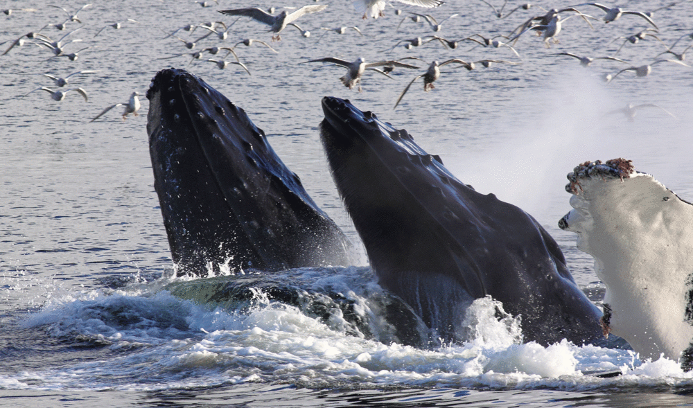 Two humpback whale snouts and a fin. Barnacles and other hitchhikers are visible on the tip of the fin.