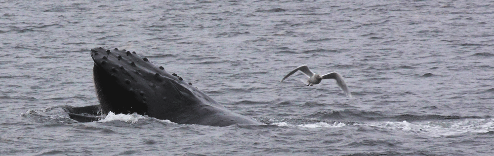 Humpback whale surface feeding or 'skim feeding.'