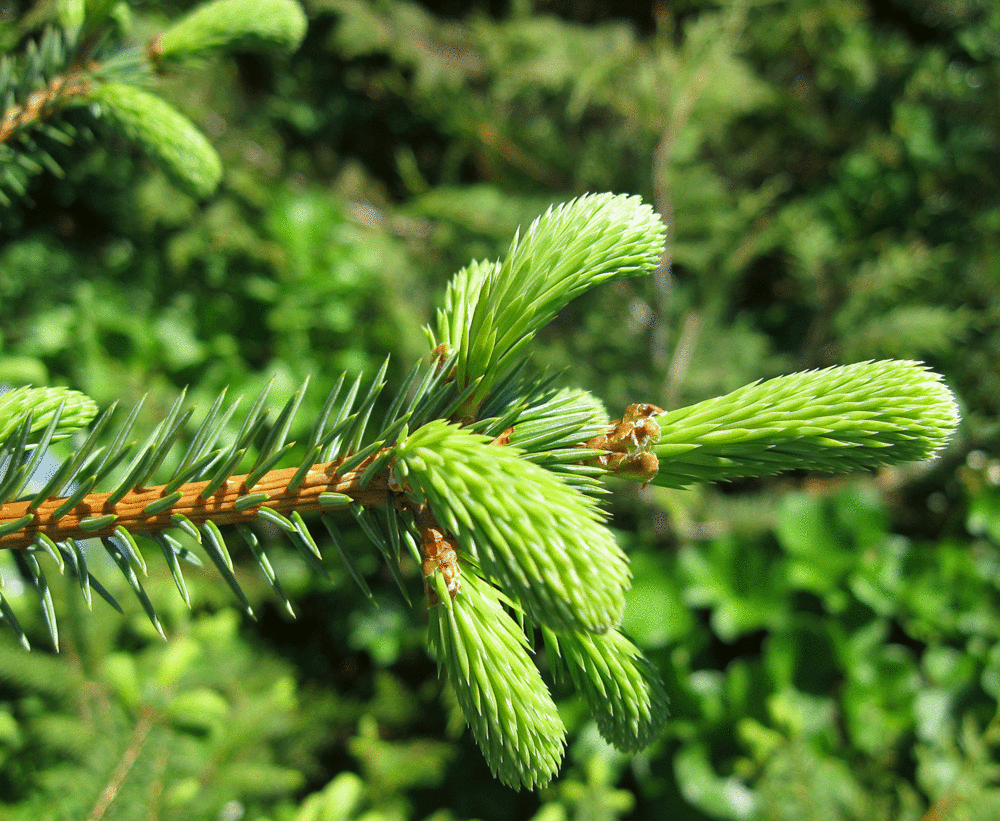Spruce tips Southeast Alaska wild herbal tea gather harvest