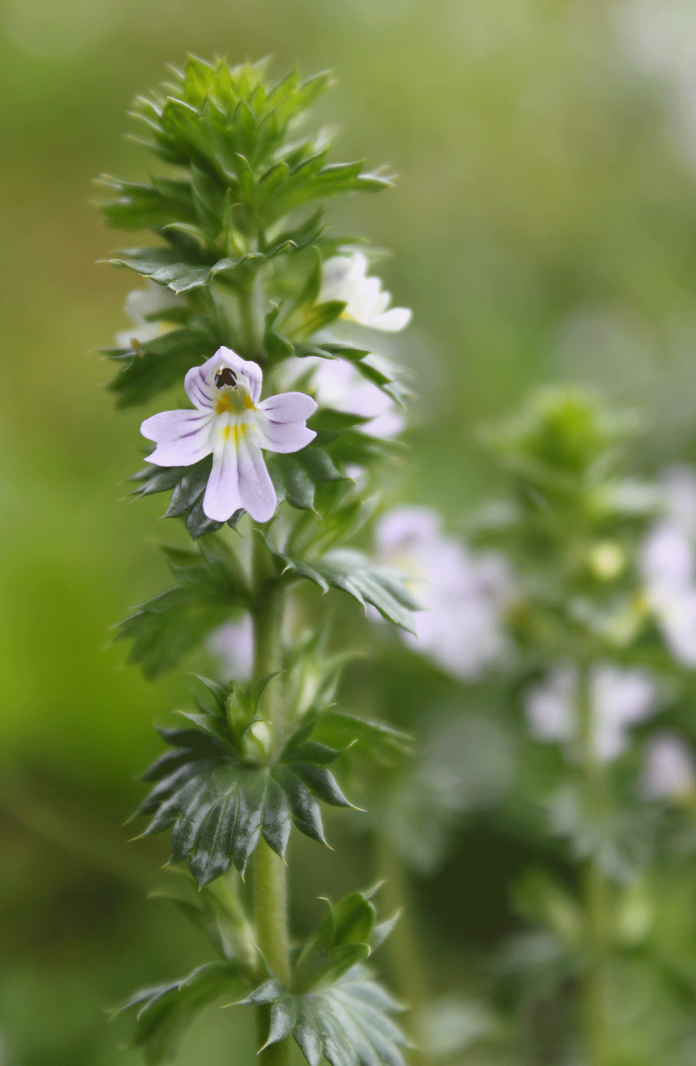 Eyebright (Euphrasia)