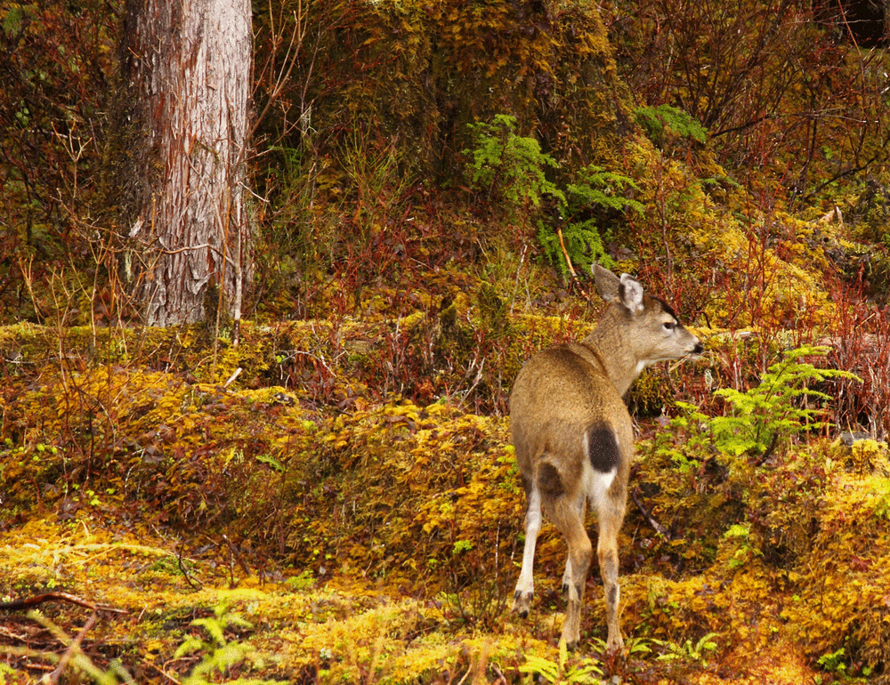 "I'm coming, Mom. Oh, wait, old man's beard lichen - yum!"