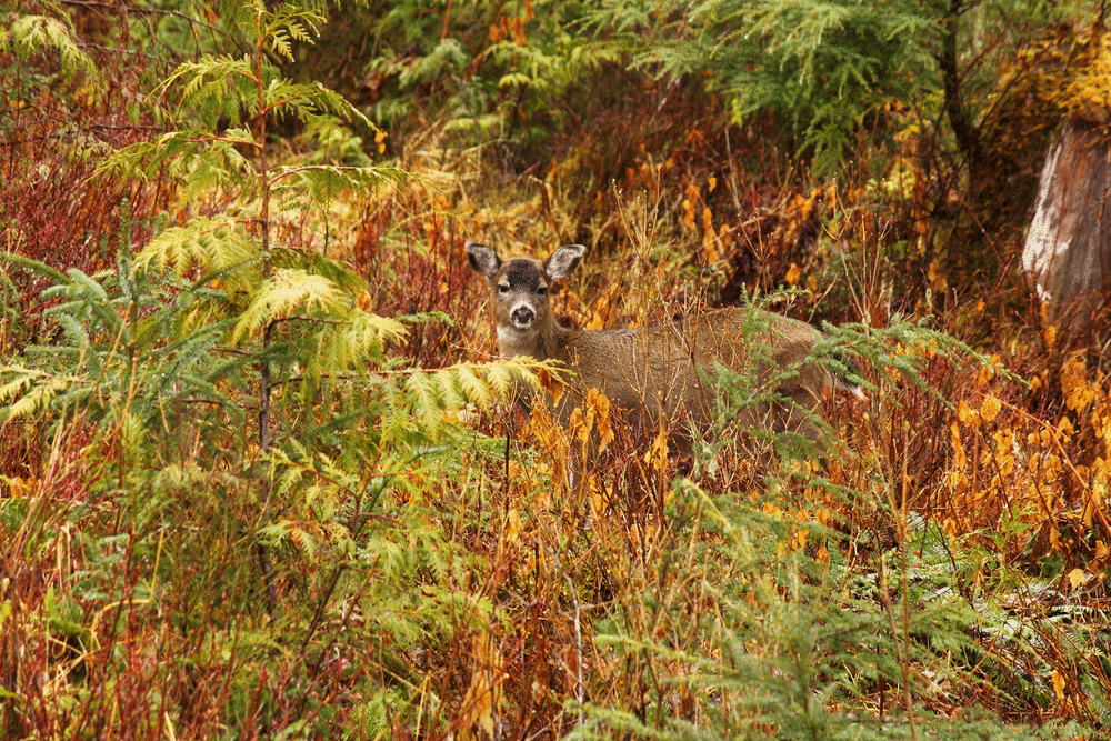 Is this a yearling or an adult deer?