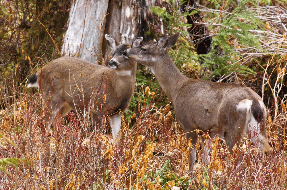 Sitka Blacktail Doe deer grooming button buck, Southeast Alaska