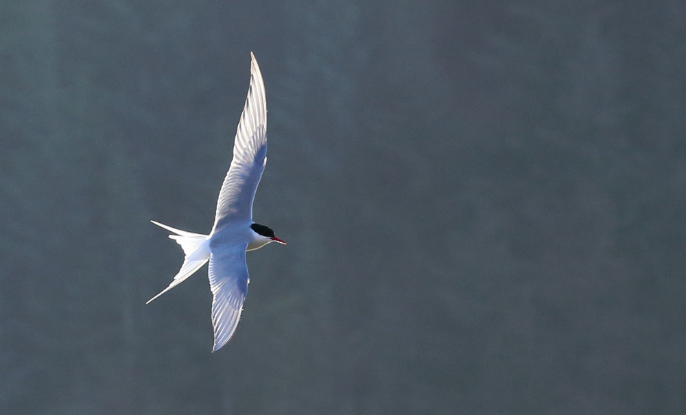  Arctic tern  