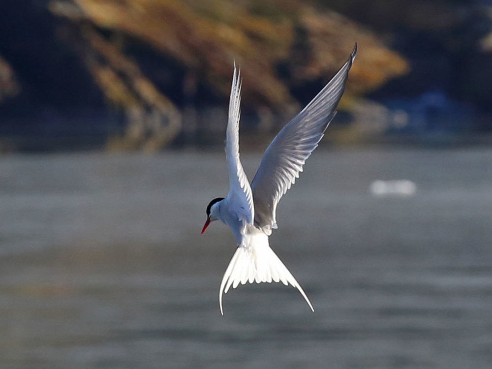 Arctic tern hovering Juneau Alaska