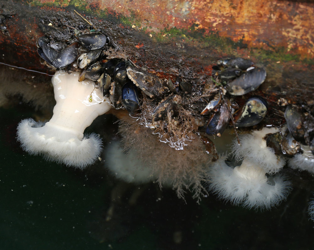 Sea anemones, mussels, and other marine growth on a steel boat hull. 