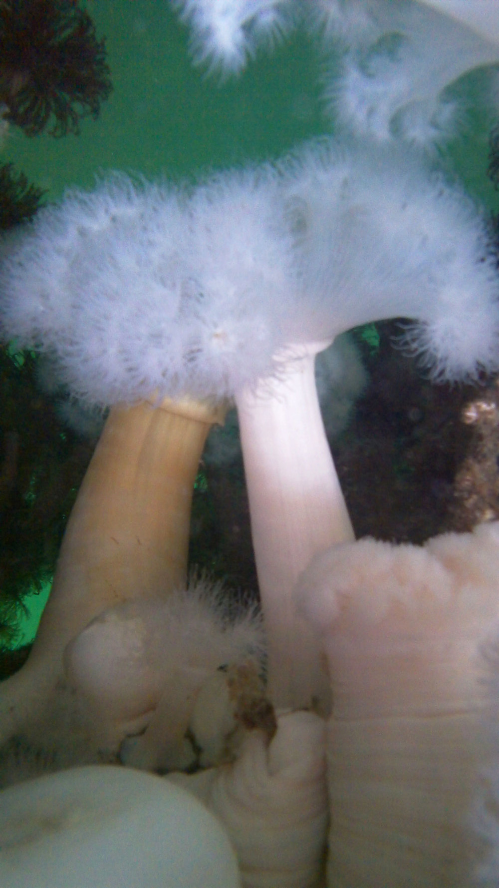 White-plumed anemone ( Metridium farcimen )