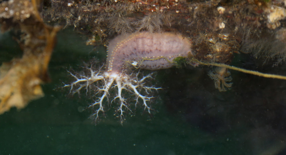 Sea cucumber with tentacles extended. 