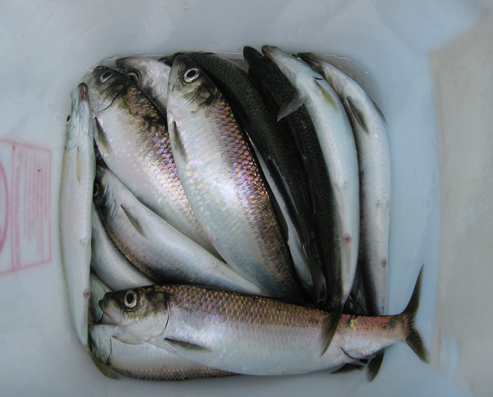  Herring in a bucket.  