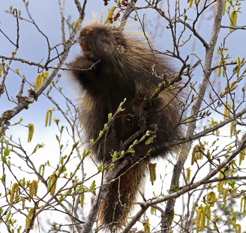 Porcupine in a willow tree Juneau Alaska