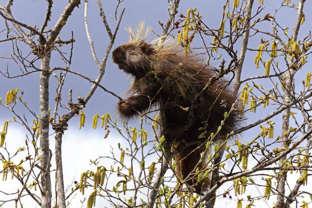 Porcupine in willow trees in Southeast Alaska