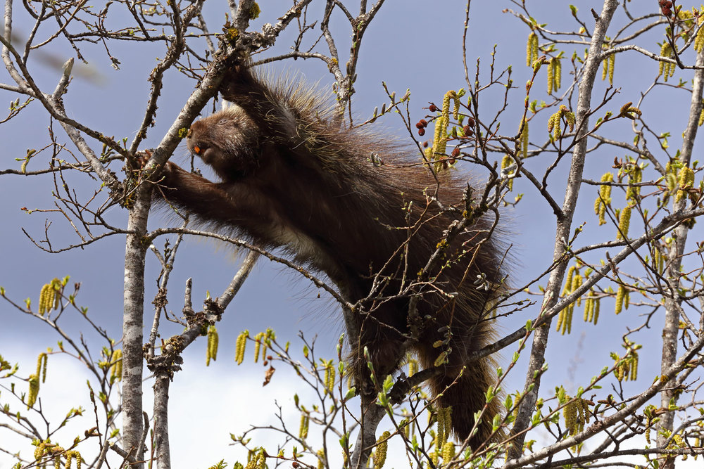 Porcupine changing trees in Juneau Alaska