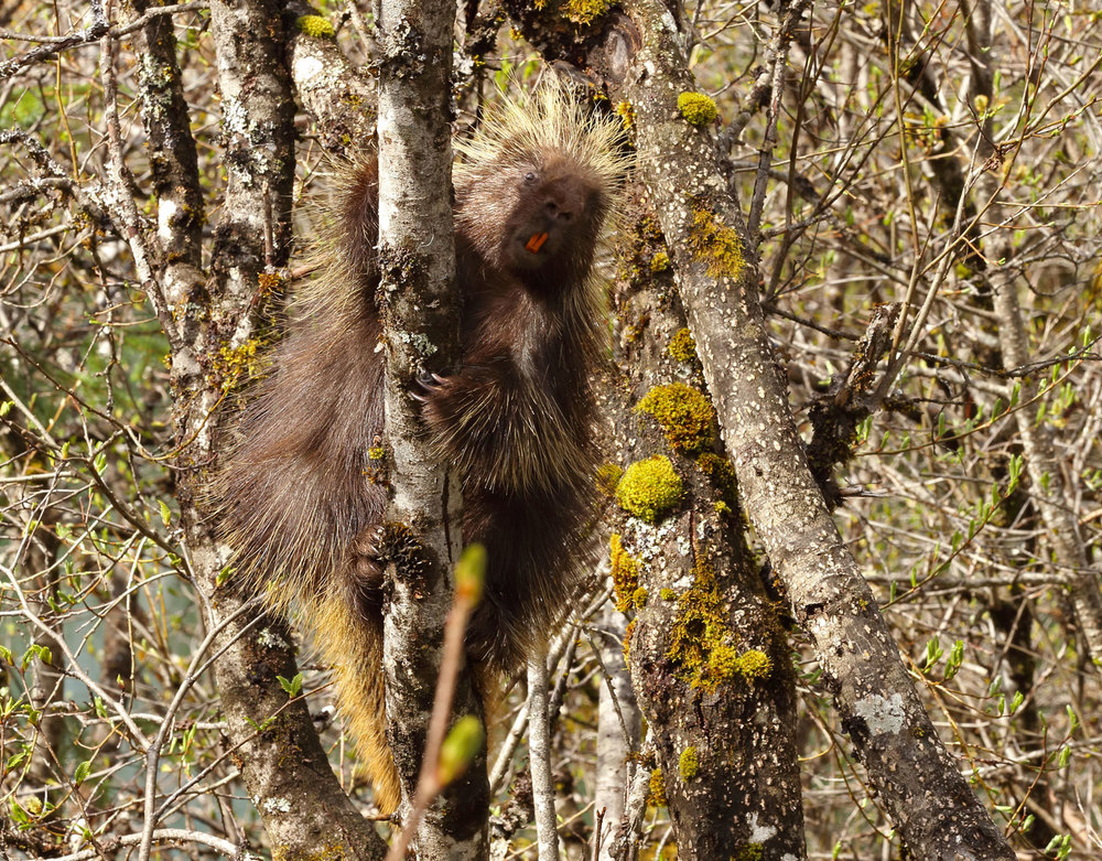 Porcupine on a willow trunk in Southeast Alaska