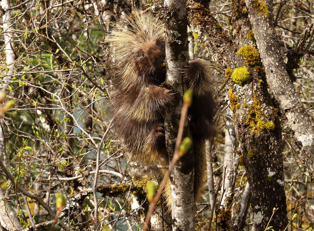 Porcupine on a willow tree in Southeast Alaska