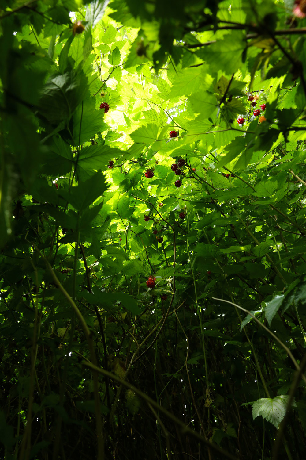 Salmonberries Southeast Alaska