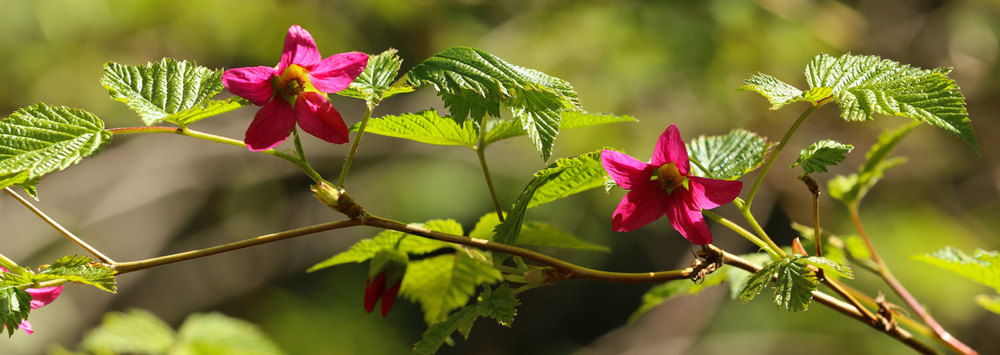 Salmonberry  (Rubus spectabilis) blossoms