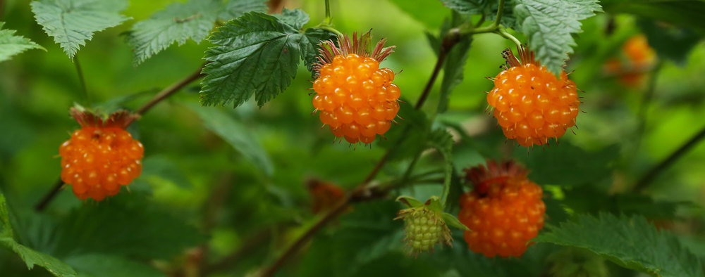 Yellow-orange salmonberries! 