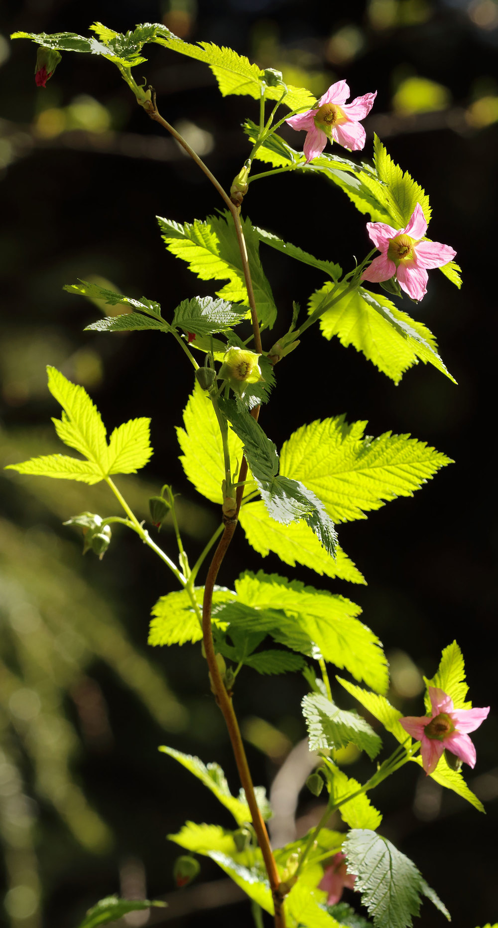 Salmonberry blossoms