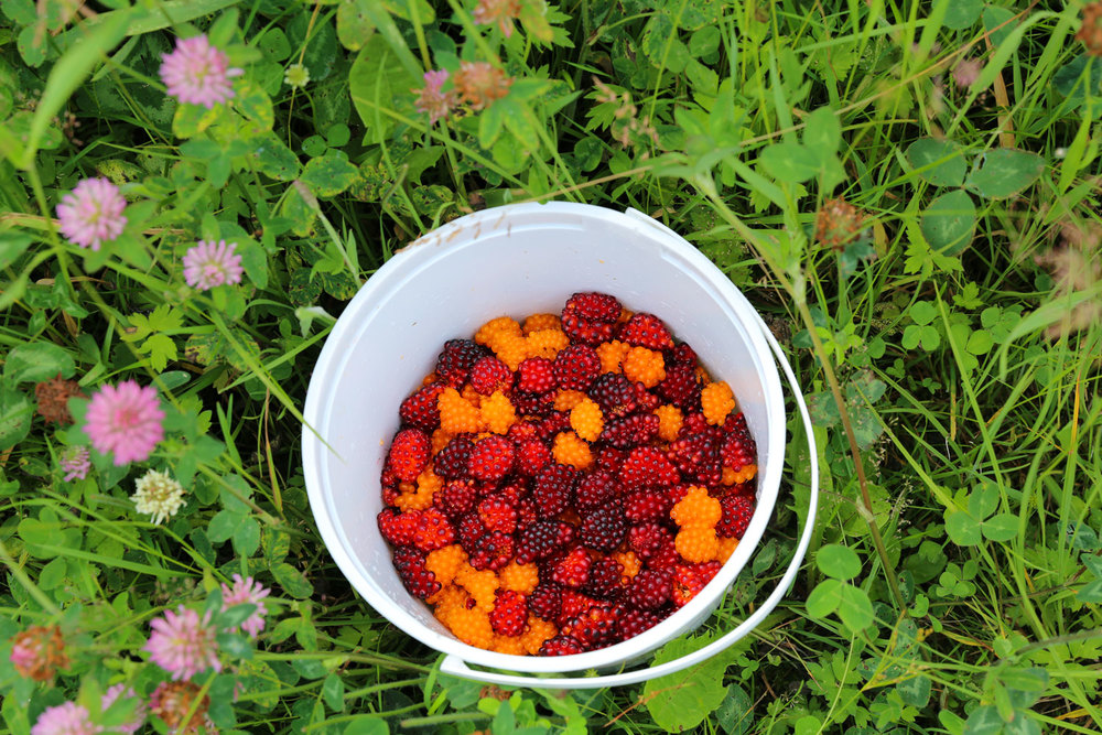 Salmonberries in an ice cream bucket