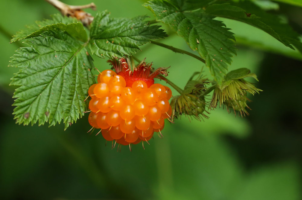 Yellow Salmonberry in Southeast Alaska