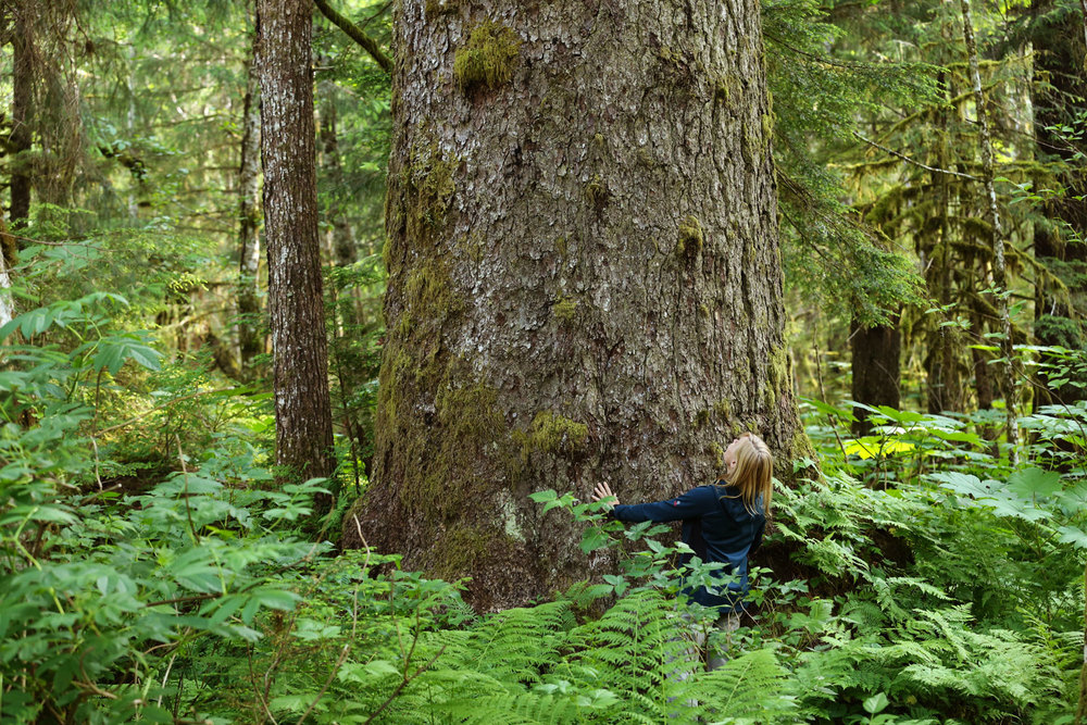  One big spruce tree  