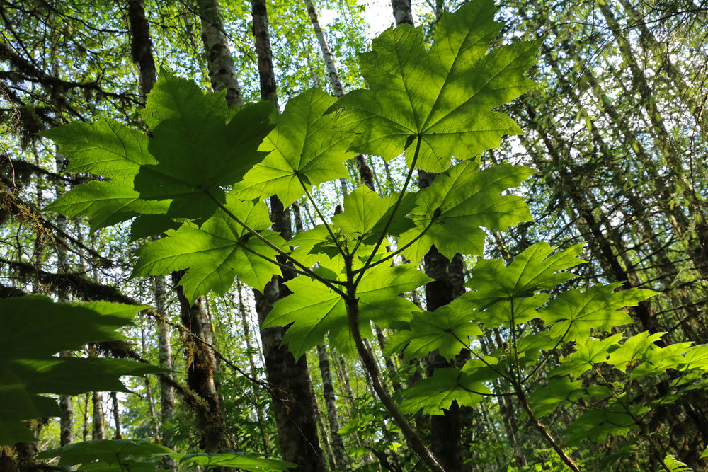 Devil's club bushes and alder trees.