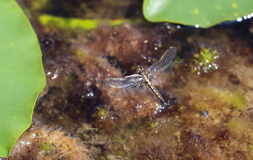 Female four-spotted skimmer laying eggs. 