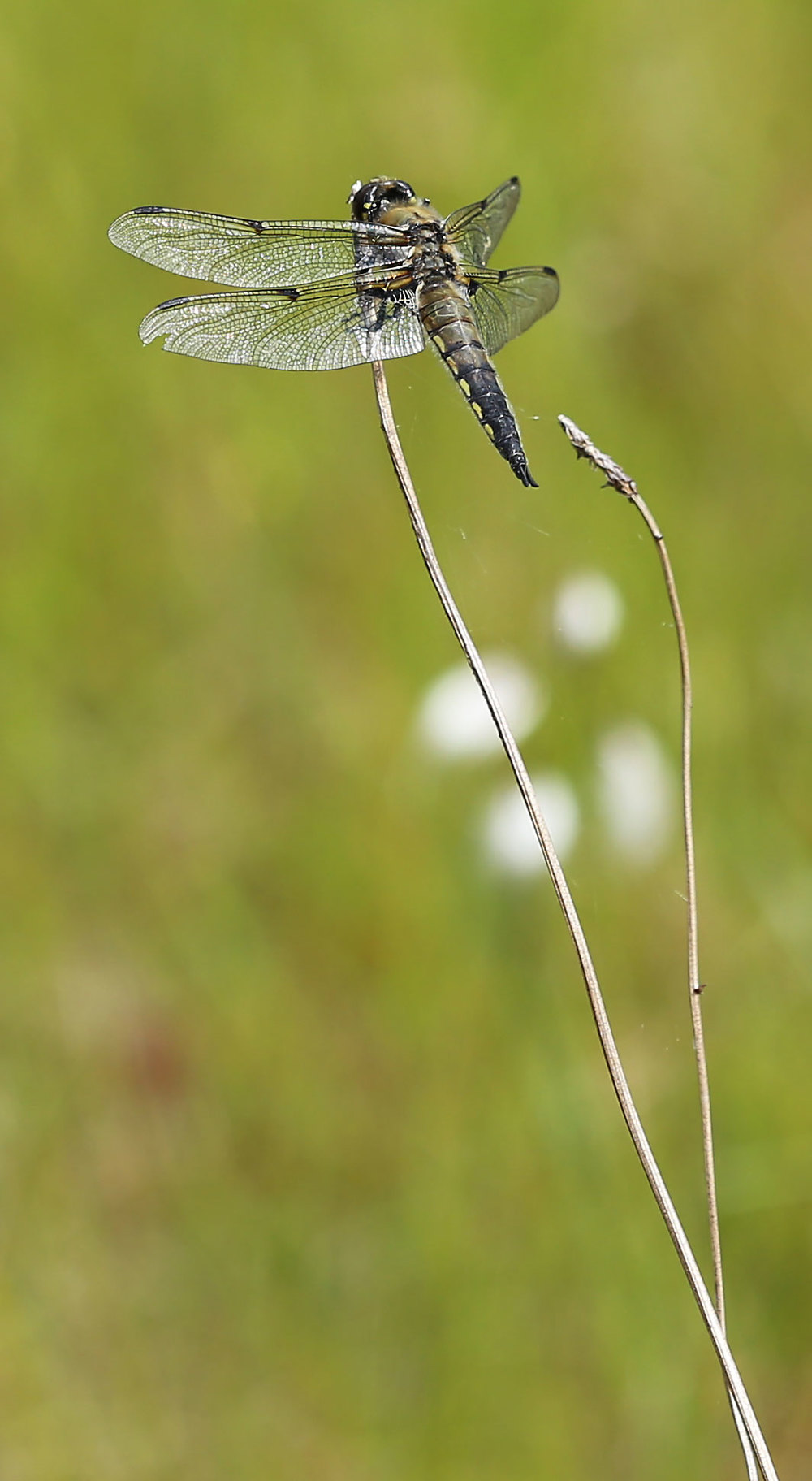 Four-spotted skimmer on an old grass stalk.  