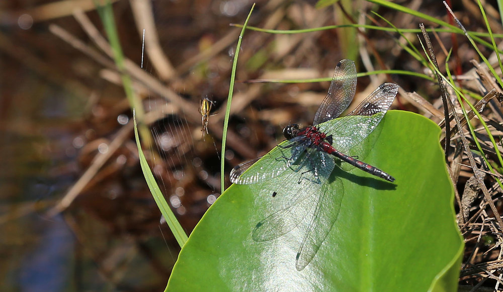 Hudsonian whiteface dragonfly (Leucorrhinia hudsonica)  perched on a yellow pond lily leaf, facing a spider.