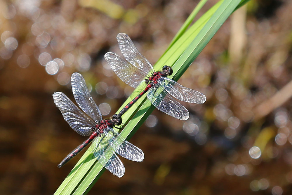  Hudsonian whiteface dragonflies ( Leucorrhinia hudsonica  ) in the tandem position.  