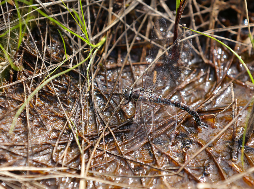 Darner dragonfly laying eggs in the mud. 