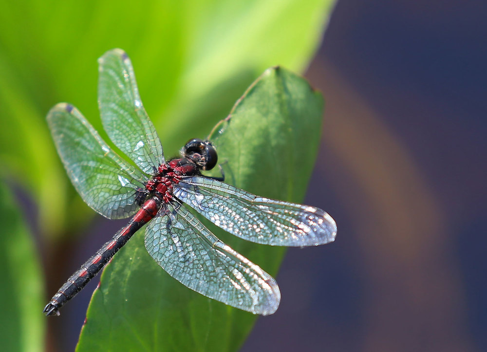 Hudsonian whiteface dragonfly on a buckbean leaf. 