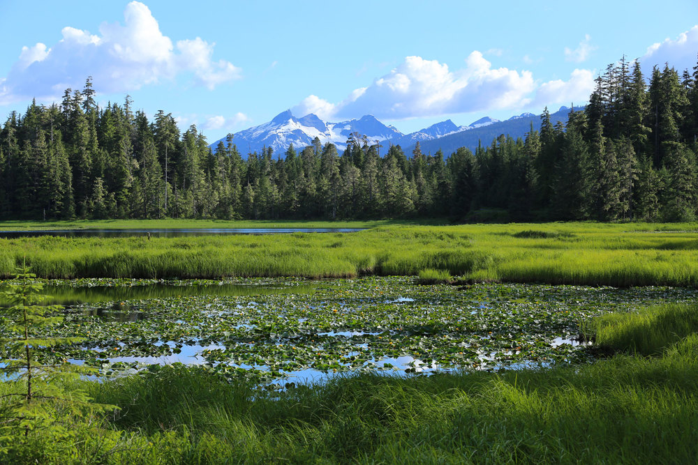 In mid-summer Pat's Lake, near Wrangell, is a good place to watch dragonflies.