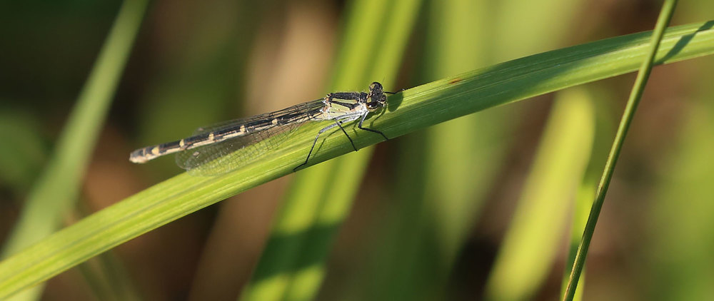 Damselfly female perched on grass Southeast Alaska