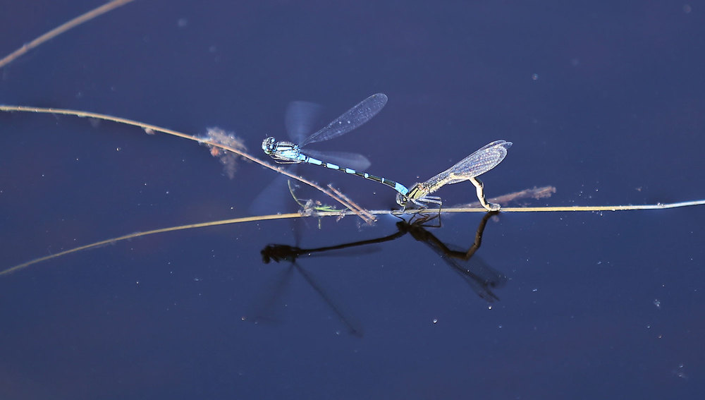 Damselflies laying eggs.  