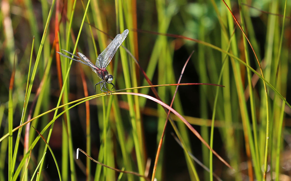 hudsonian whiteface dragonfly southeast Alaska