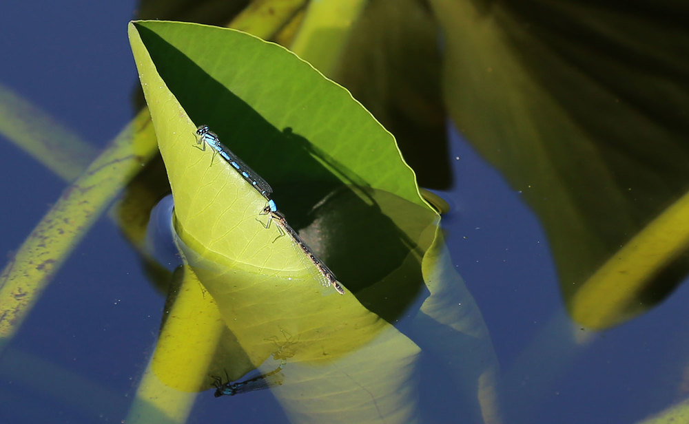 Damselflies in tandem position on a pond lily leaf reflection southeast Alaska